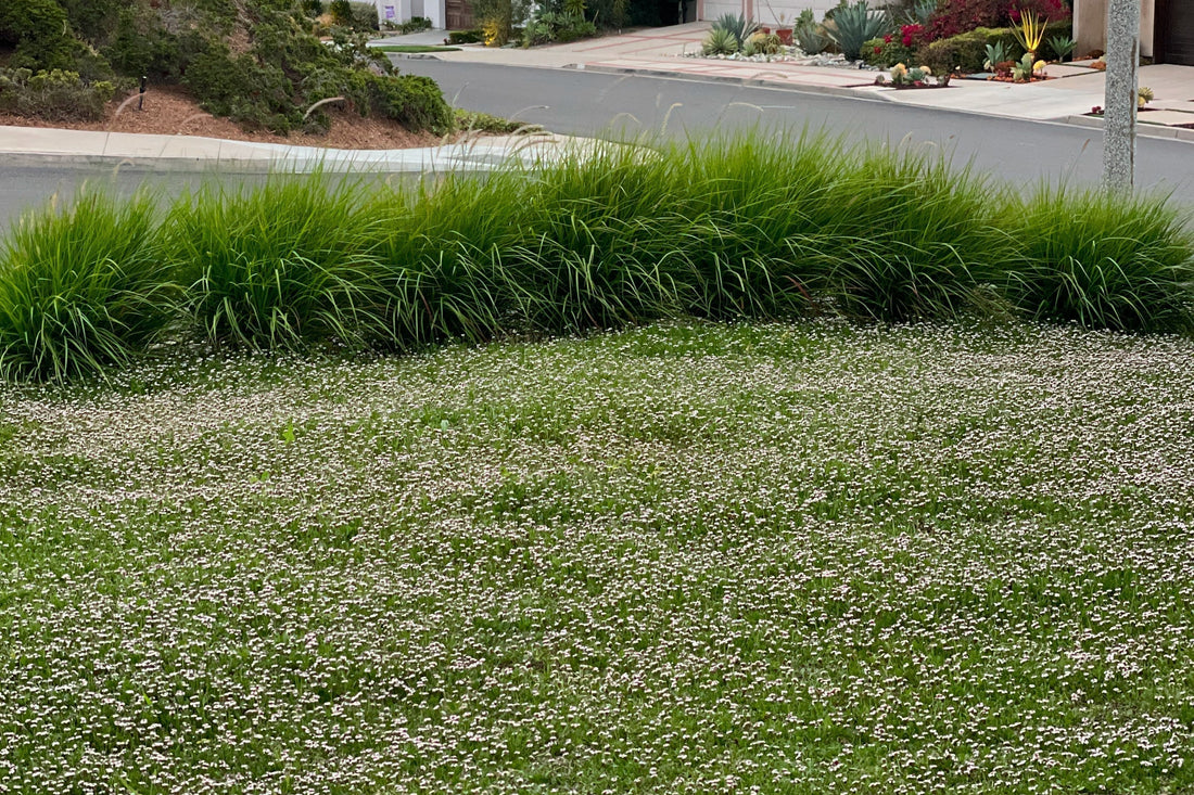 My Experience With Kurapia: Why I Planted It — and Why I Eventually Removed It