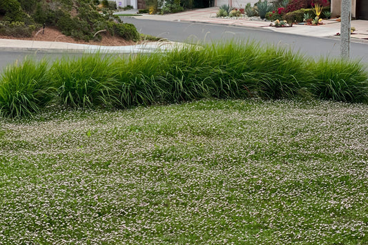 My Experience With Kurapia: Why I Planted It — and Why I Eventually Removed It